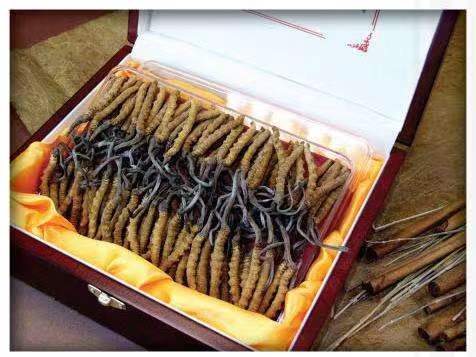 泸县冬虫夏草回收